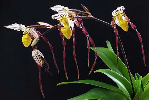 Paphiopedilum philippinense