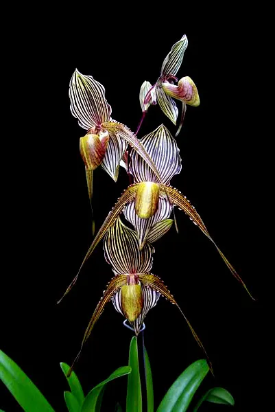 Paphiopedilum Saint Swithin (philippinense x rothschildianum)