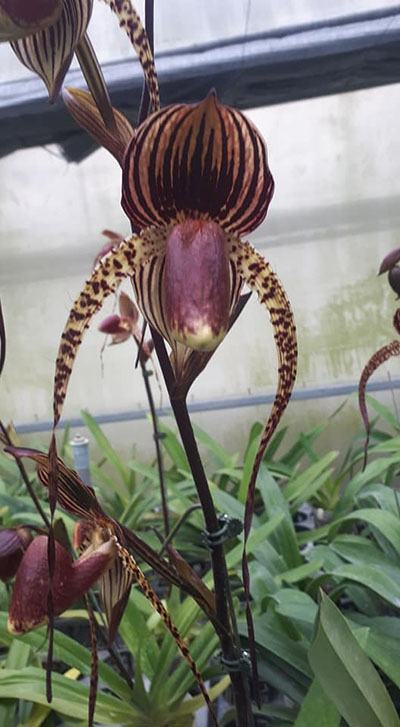 Paphiopedilum rothschildianum x anitum