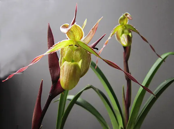 Phragmipedium longifolium