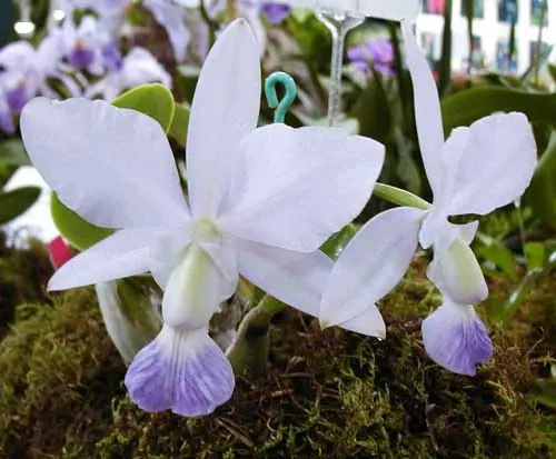 Cattleya walkeriana alba x coerulea