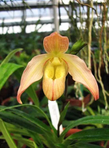 Phragmipedium Olaf Gruss (besseae x pearcei)