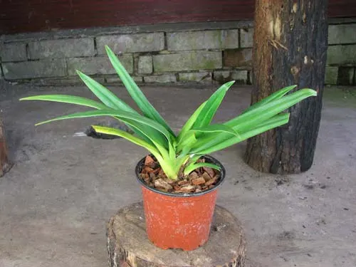 Phragmipedium Olaf Gruss (besseae x pearcei)