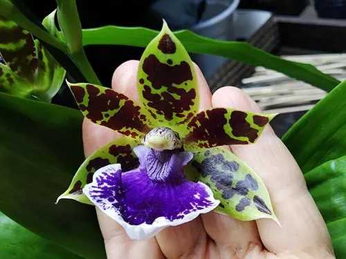 Zygopetalum hybrid