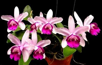 Cattleya intermedia var. orlata \'Rio\'