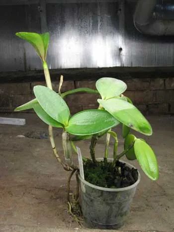 Cattleya intermedia var. orlata \'Rio\'