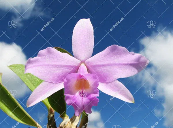 Laelia alaori x sincorana