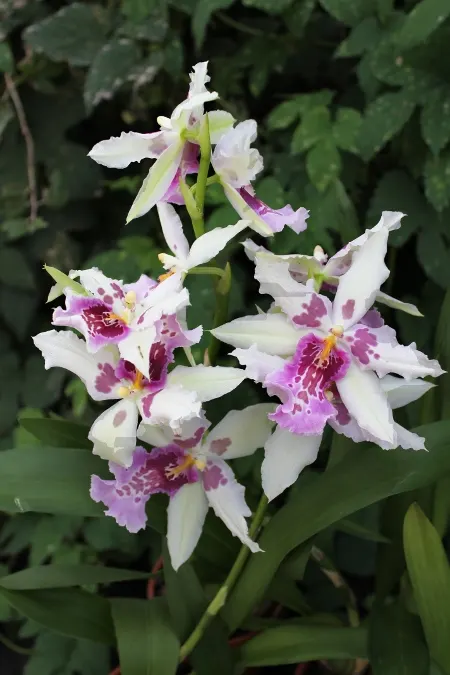 Aliceara Tahoma Glacier x Miltonia Honolulu