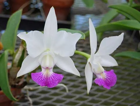 Cattleya walkeriana var. semi alba x walkeriana var. semi alba