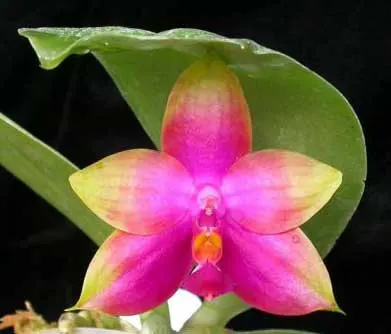 Phalaenopsis Princess Kailuani (violacea x amboinensis)