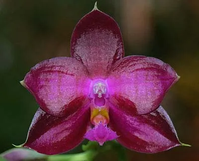 Phalaenopsis Lea Maria Salazar