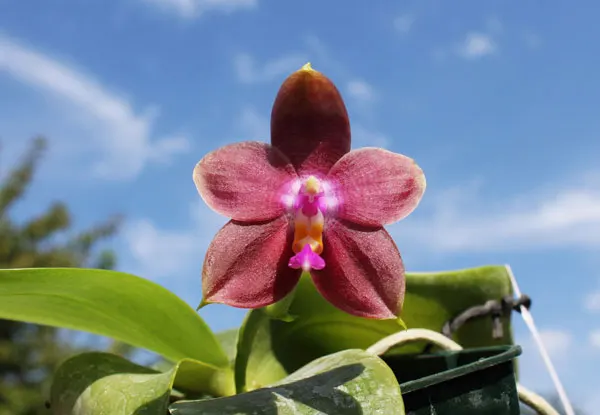 Phalaenopsis Penang Girl