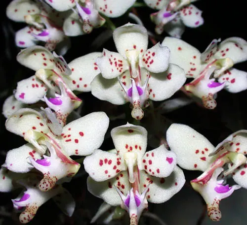 Macropodanthus alatus