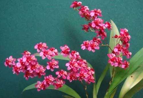 Oncidium Twinkle 'Chian-Tzy Delight'