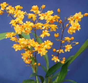 Oncidium Twinkle 'Chian-Tzy Golden'