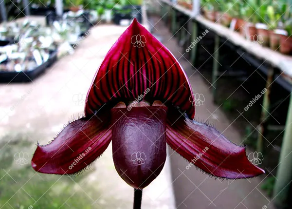 Paphiopedilum Maudiae vinicolor 'Schwarze Madonna'
