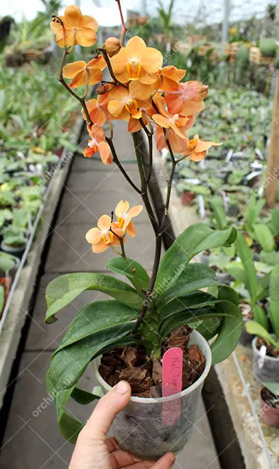 Asconopsis Irene Dobkin 'Orange'
