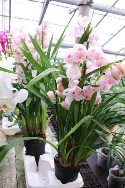 Cymbidium hybrid