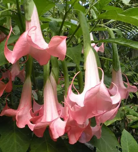 Brugmansia Cerise
