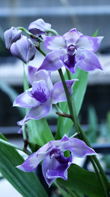 Zygopetalum 'Rhein Blue Angel'
