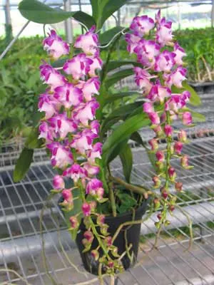 Aerides lawrenceae