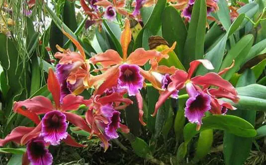 Laelia tenebrosa