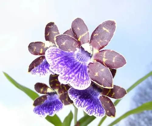 Zygopetalum Advance Australia x B. G. White