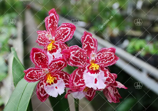 Vuylstekeara Yokara 'Perfection' x Oncidium leucochillum