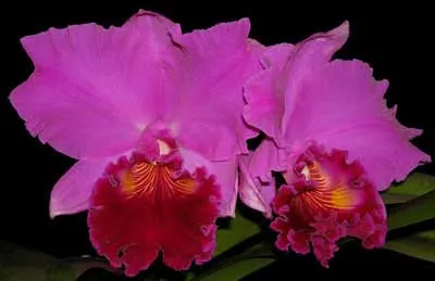 Brassolaeliocattleya Amy Wakasugi