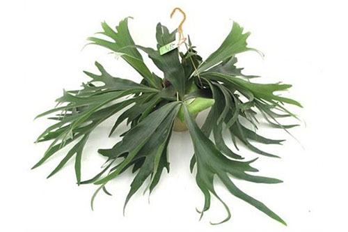 Platycerium