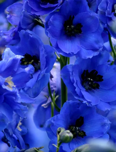 Delphinium BBL1001