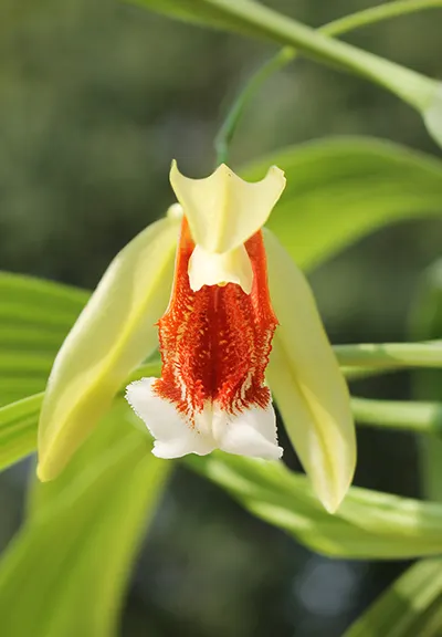 Coelogyne speciosa