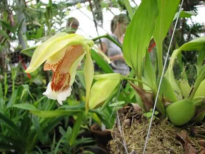 Coelogyne speciosa