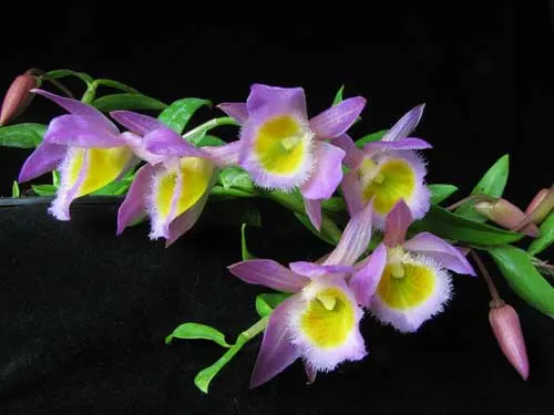 Dendrobium loddigesii