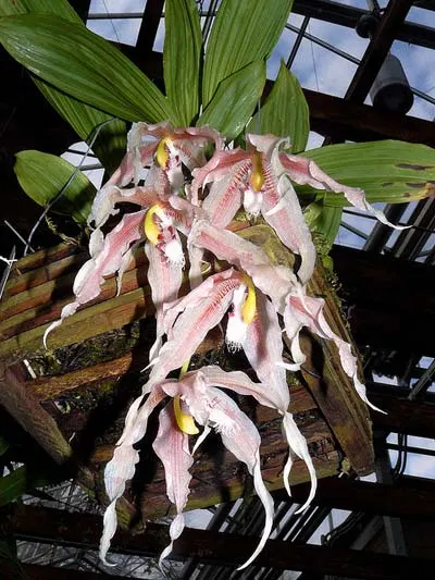 Paphinia herrerae