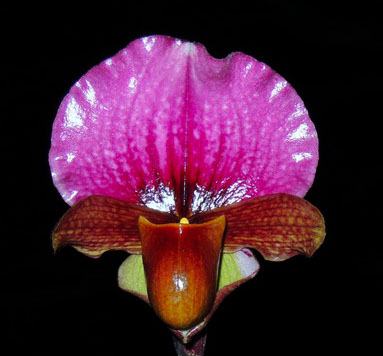 Paphiopedilum charlesworthii
