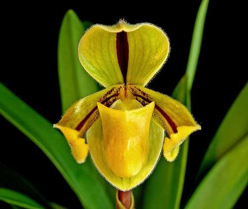 Paphiopedilum druryi