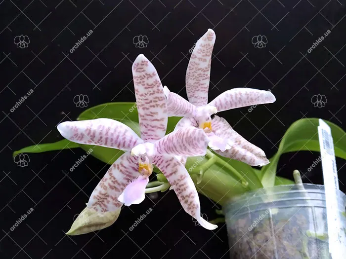 Phalaenopsis hieroglyphica