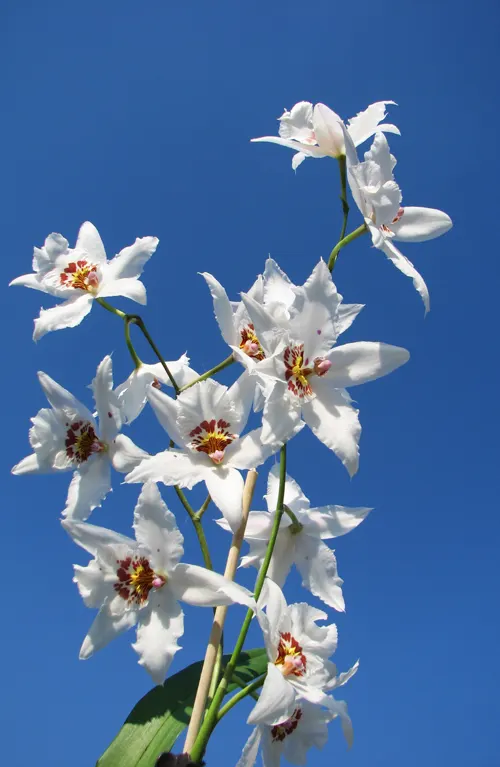 Odontonia Boussole 'Blanche'