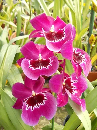 Miltoniopsis hybrid