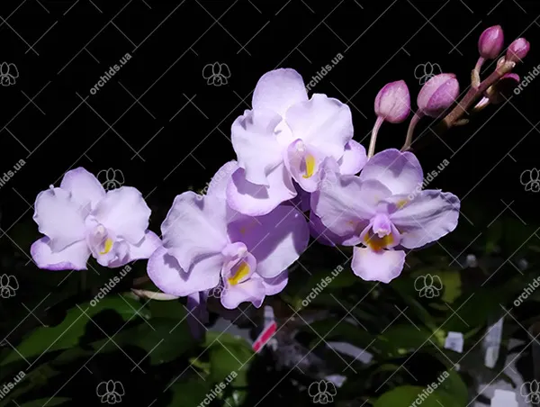 Doritaenopsis Lius Sakura KF