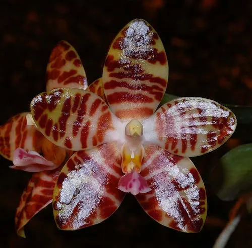 Phalaenopsis David Lim (P. amboinensis x P. gigantea)