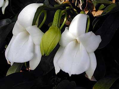 Angraecum magdalenae