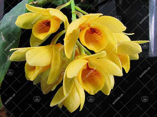 Dendrobium sulcatum
