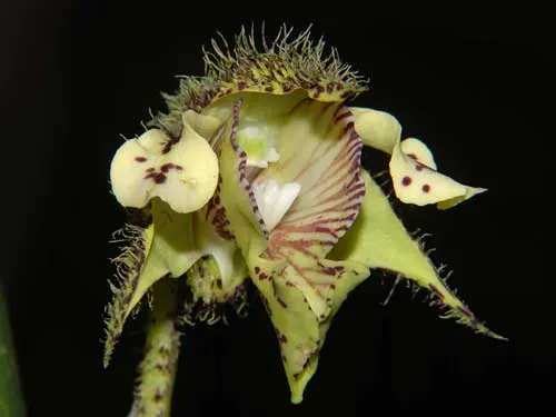 Dendrobium finisterrae