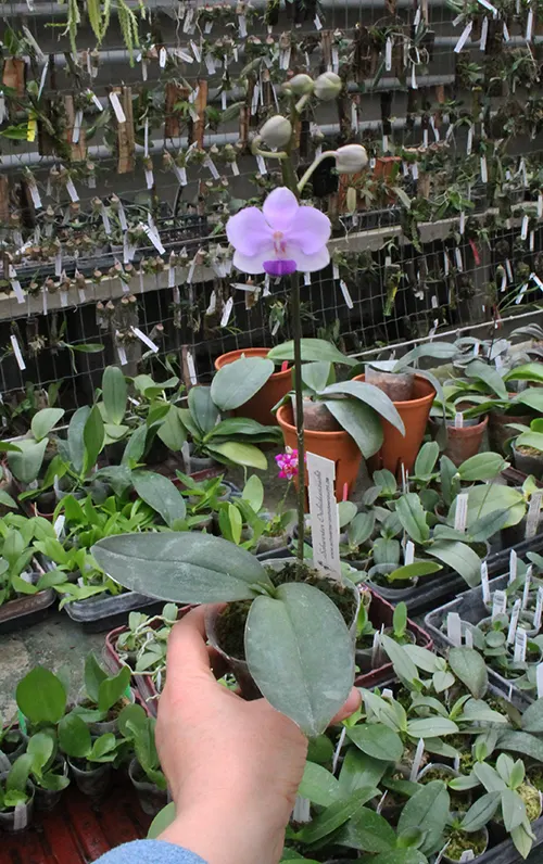 Doritaenopsis Siam Treasure 'blue'