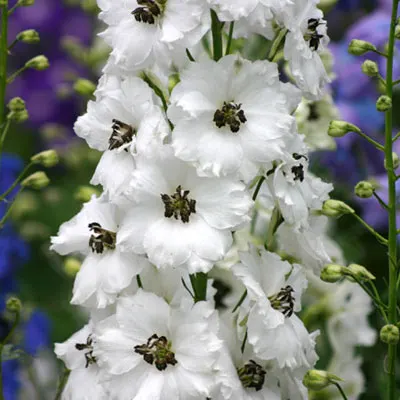 Delphinium elatum Black Eyed Angels