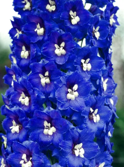 Delphinium elatum Deep blue with white bee