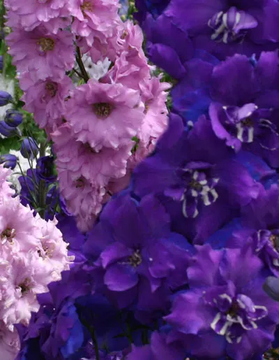 Delphinium elatum BMI5005
