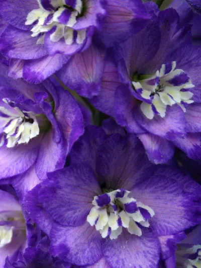 Delphinium elatum BPC3003